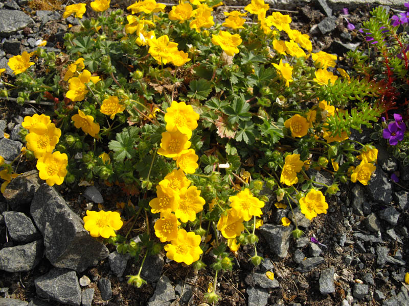 Potentilla aurea photo